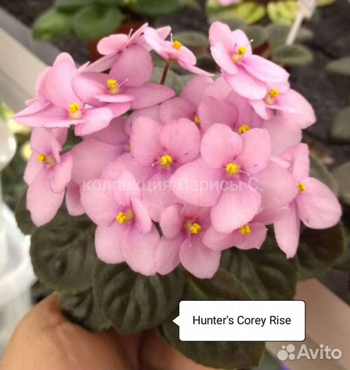 Мини фиалки