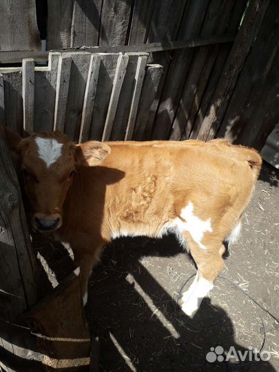 Телочка.Домашняя.Здоровенькая