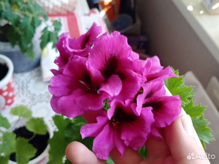 Королевская пеларгония, герань