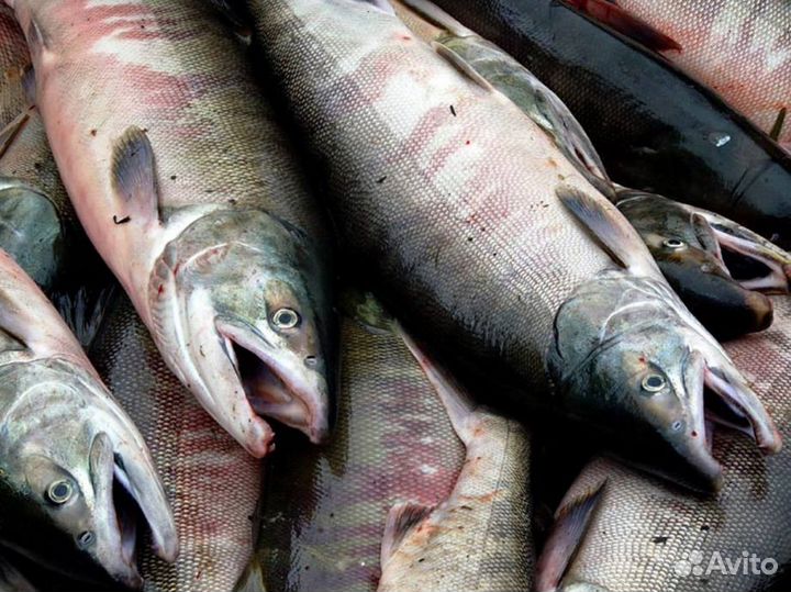 Свежая рыба кета