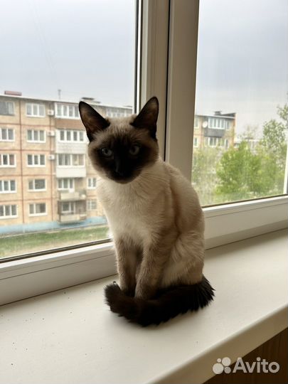 Сиамский кот