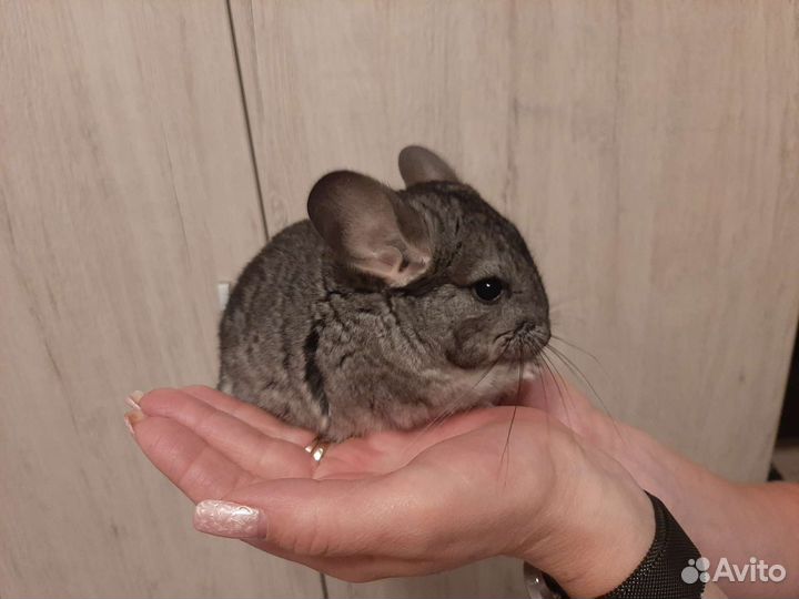 Шиншилла девочка