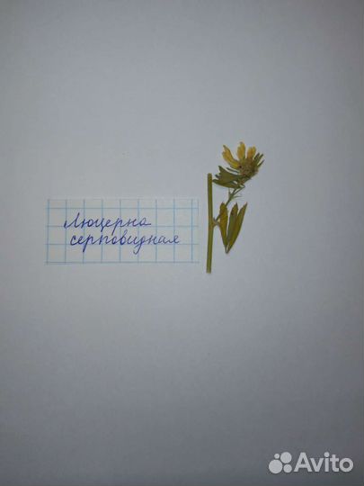 Гербарии для флористической тетради