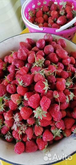 Рассада клубники