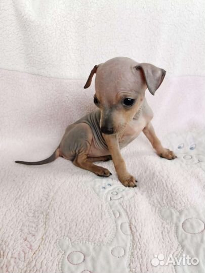 Американский Голый Терьер агт