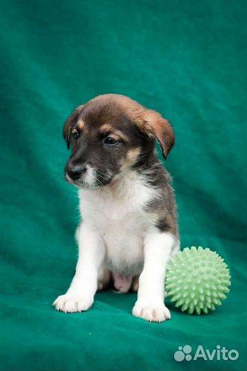 Щеночек 2 месяца ищет новый дом