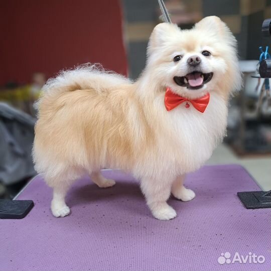 Галстук бабочка для животных