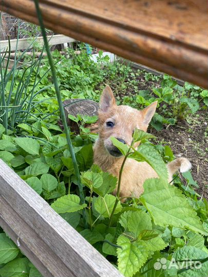 Австралийский хилер