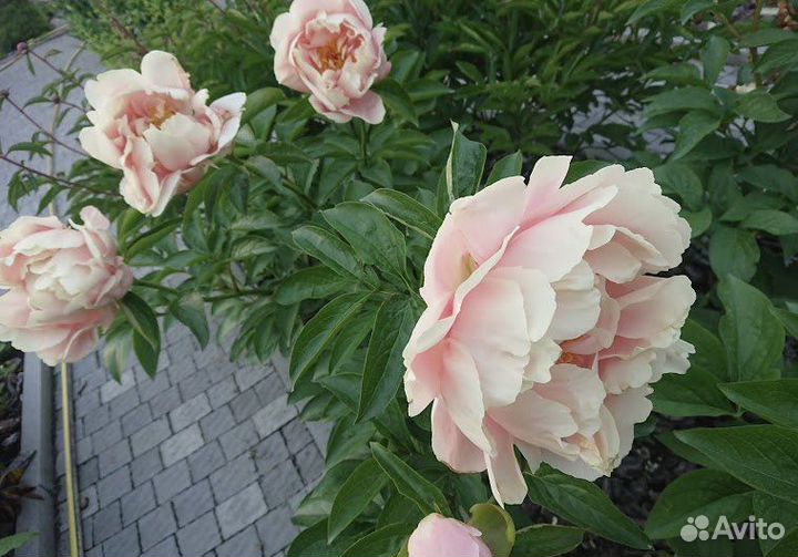 Корни.пион.саженцы.делянки