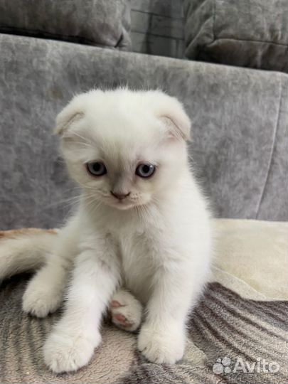 Шотландские котята