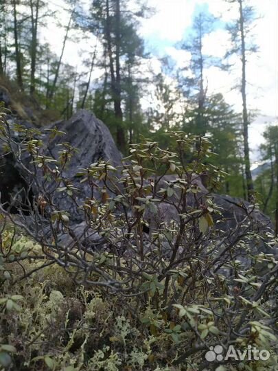 Сагаан дали (белое крыло)