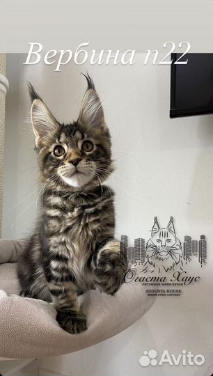 Кошки мейн-кун