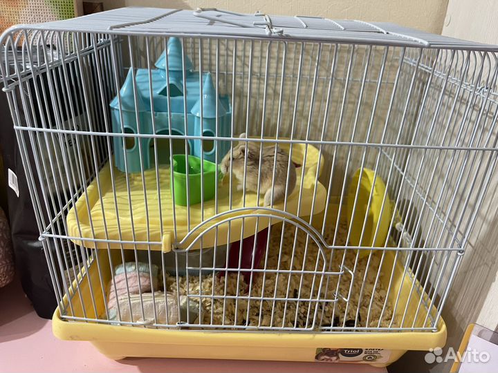 Джунгарский хомяк