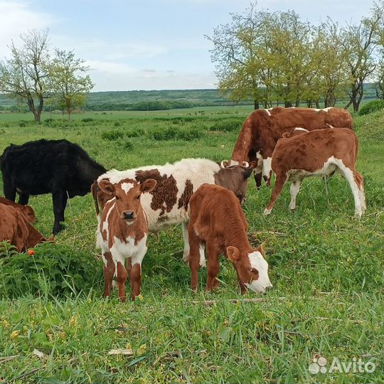 Коровы и телки