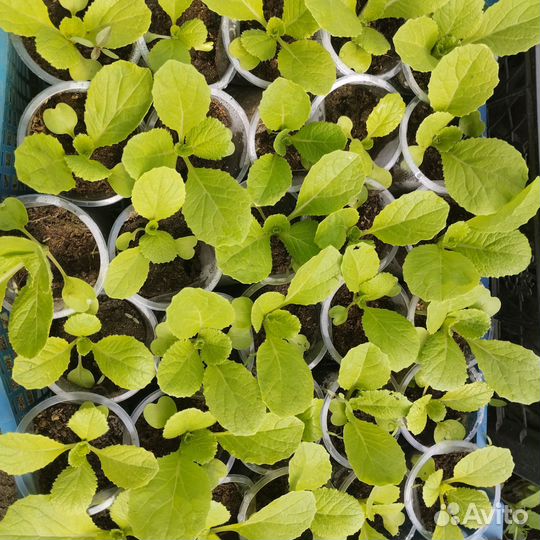 Рассада капусты