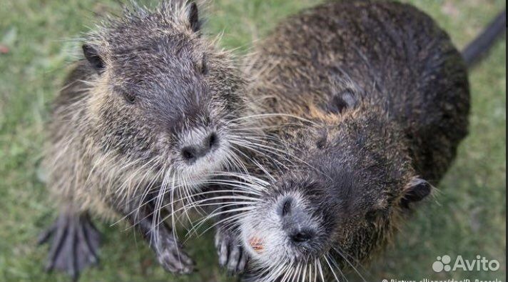 Мясо нутрии