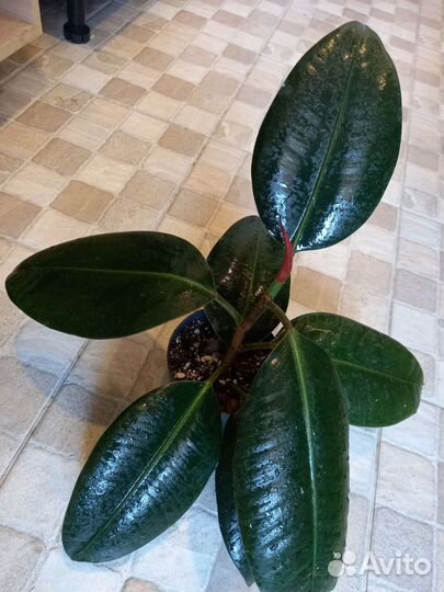 Фикус каучуконосный