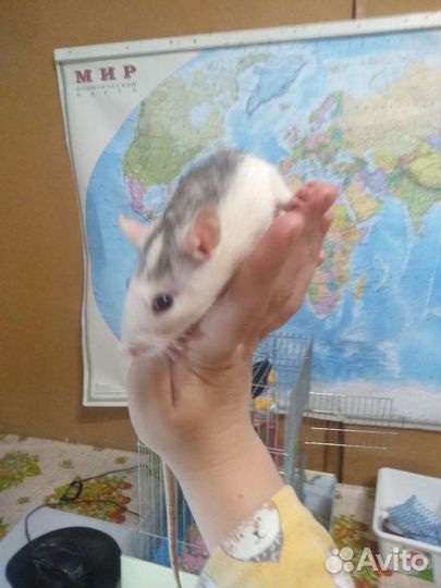 Крысы дамбо девочки