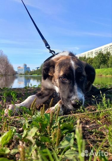 Щенок в добрые руки