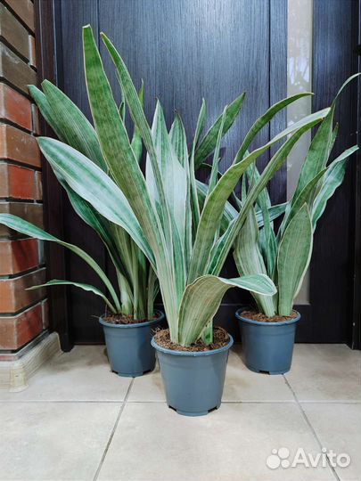 Сансевиерия Металлика