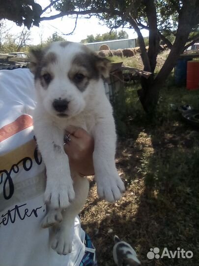 Среднеазиатская овчарка алабай щенки
