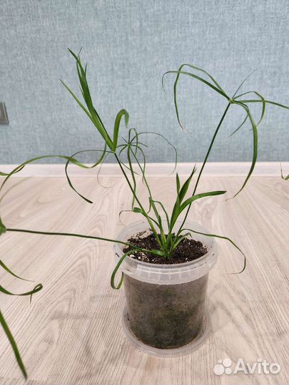 Пальмы,драцены