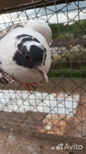 Продажа голубей