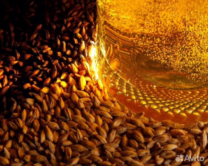 Солод пивоваренный, Чехия