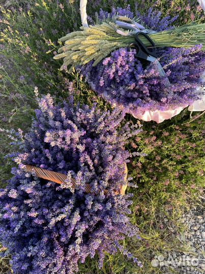 Букет лаванды