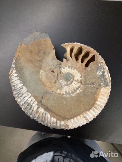 Окаменелость аммонита