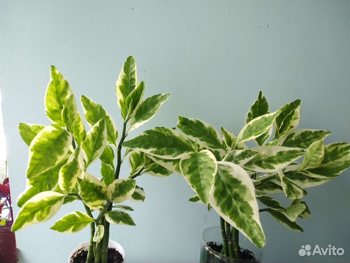 Педилантус