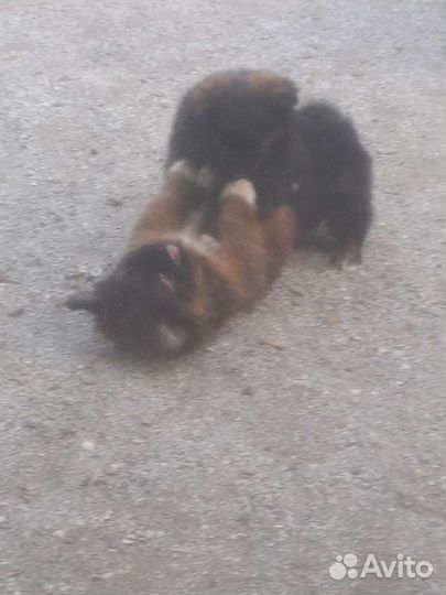 Отдам в добрые руки три девочки