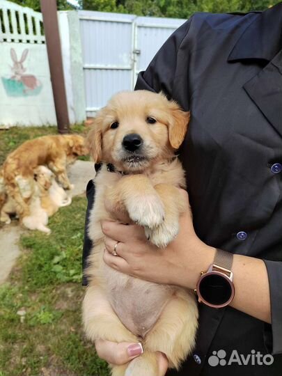 Золотистый ретривер