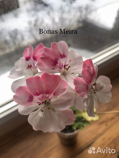 Пеларгония герань