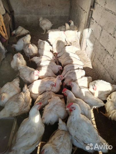 Куры бройлеры