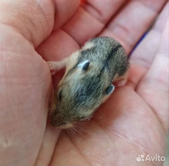 Джунгарский хомяк