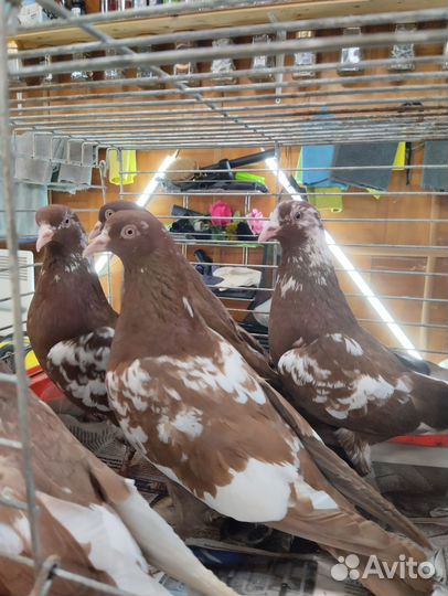 Чили бойные,красные, черные,ореховые