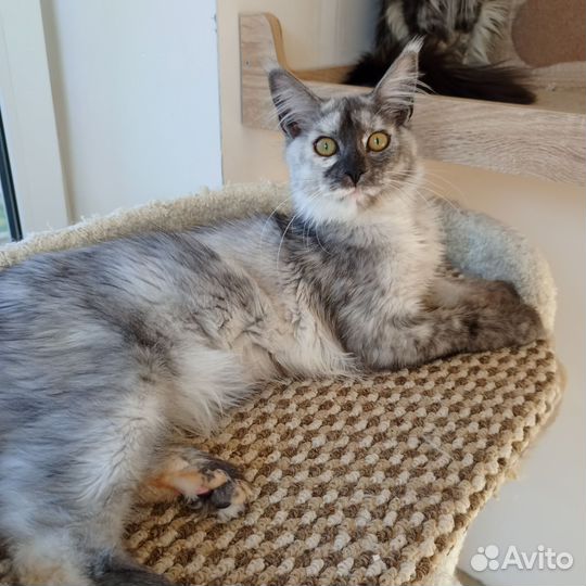 Котята мейн-кун