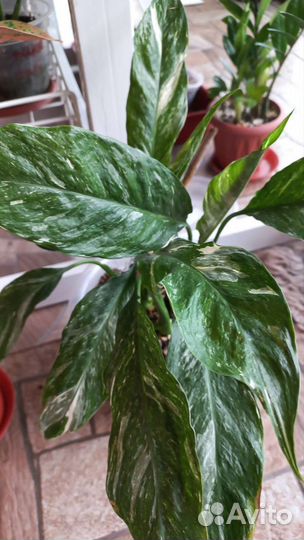 Разные разности редактировано 05.08