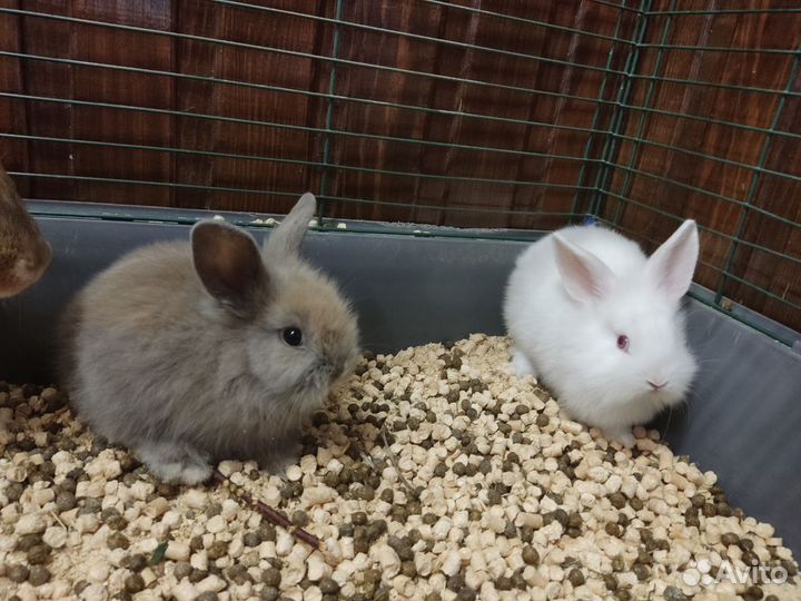 Ручные крольчата