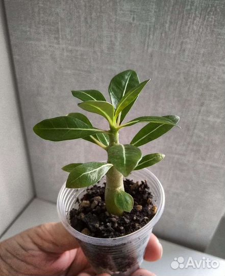 Адениум микс