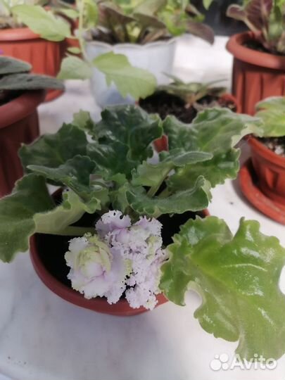 Фиалка в горшках