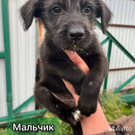 Собака в добрые руки отдам бесплатно