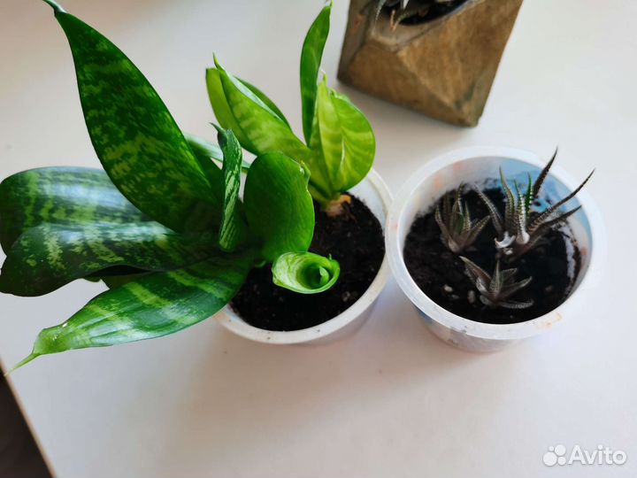 Сансевиерия ханни 3шт/стакан, Хавортия 3шт/стакан