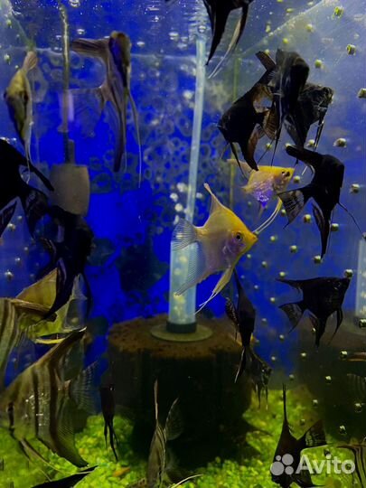 Аквариумные рыбки