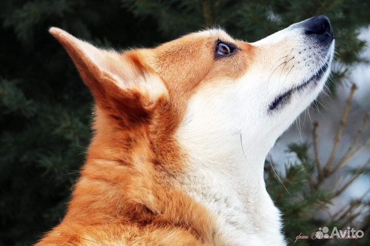 Фотографанималист, фотограф для животных