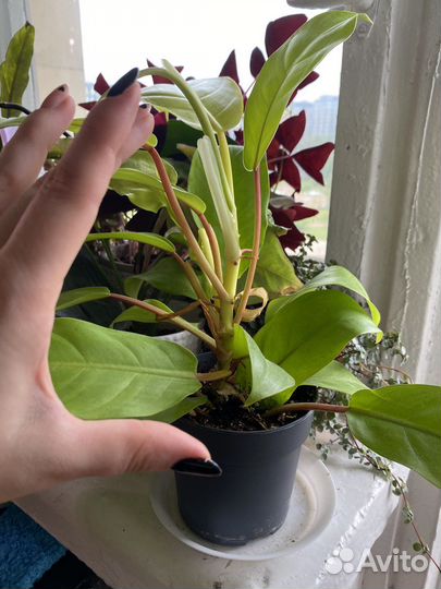 Филодендрон малай голд