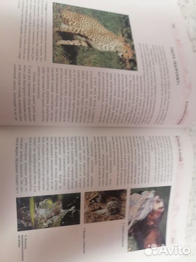 Энциклопедия для детей