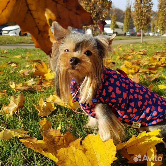 Гостиница для животных домашнего типа