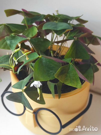 Традесканция,Оксалис.3 сорта в наличии